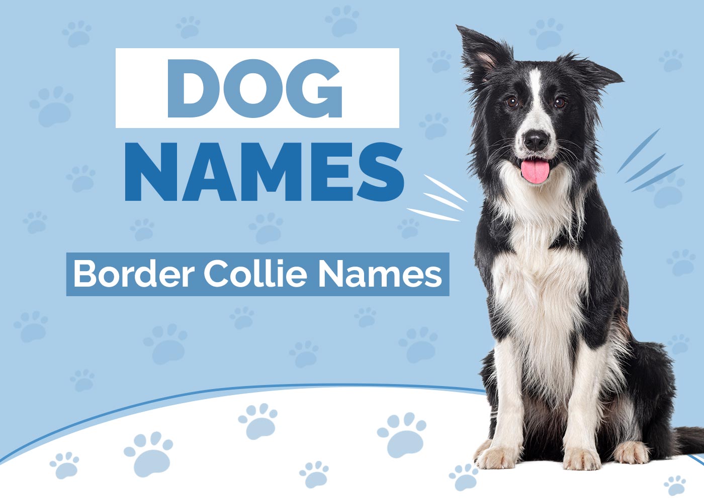Border Collie Names