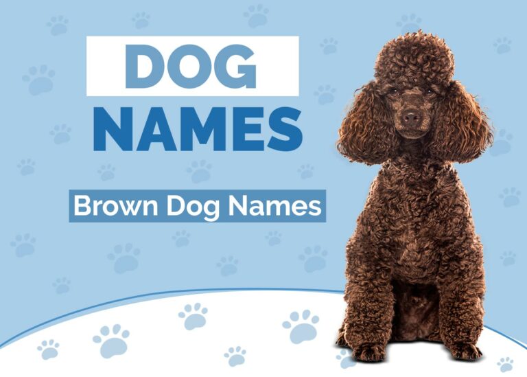 100+ Brown Dog Names: Ideas for Sweet & Lovable Dogs | Hepper Pet Resources