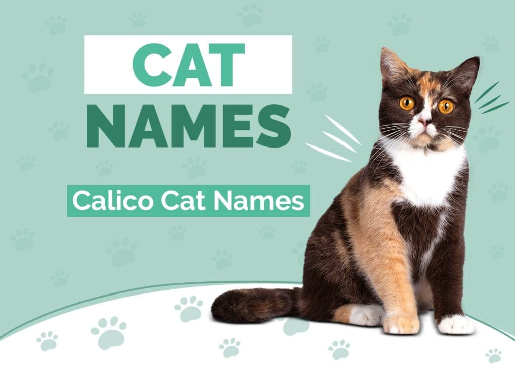 Calico Cat Names