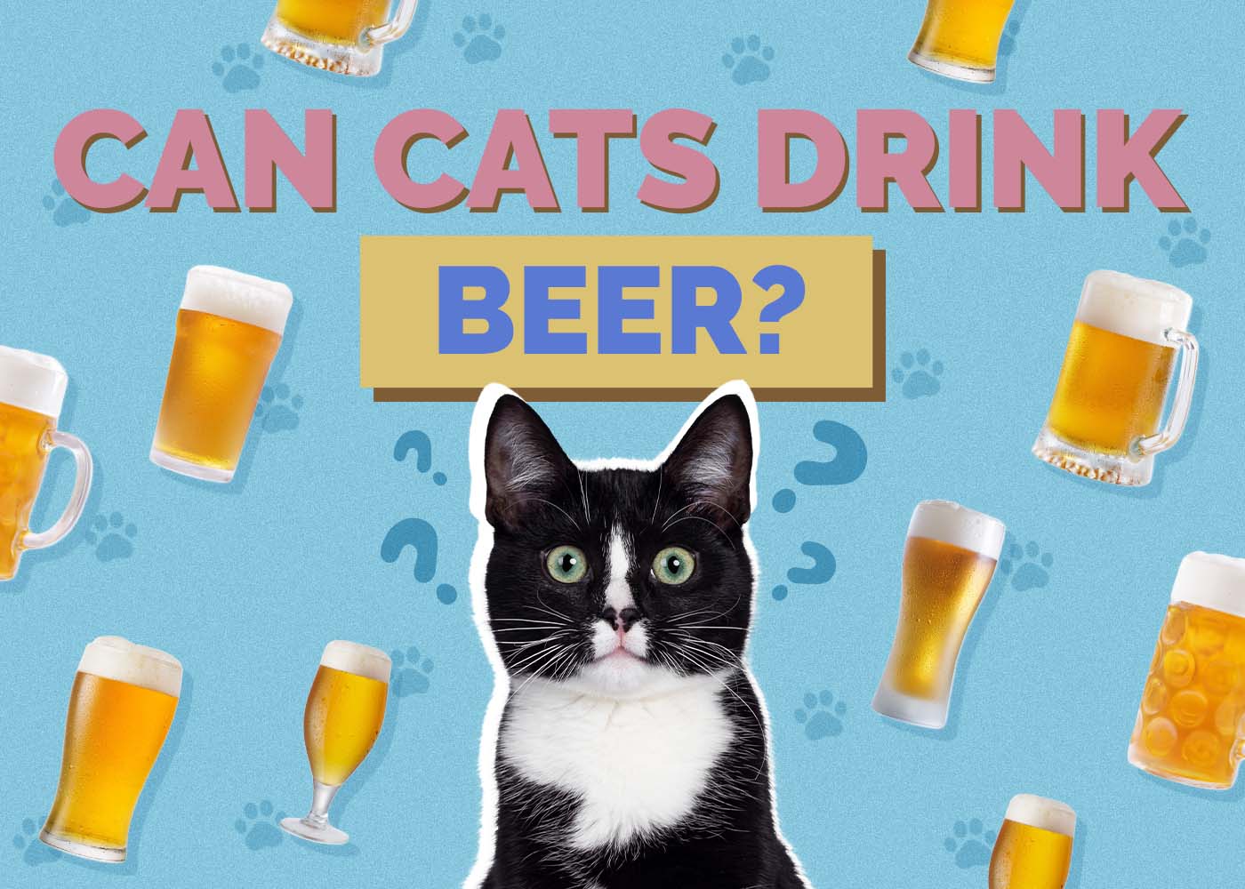 Hepper_Can Cats Drink_Beer