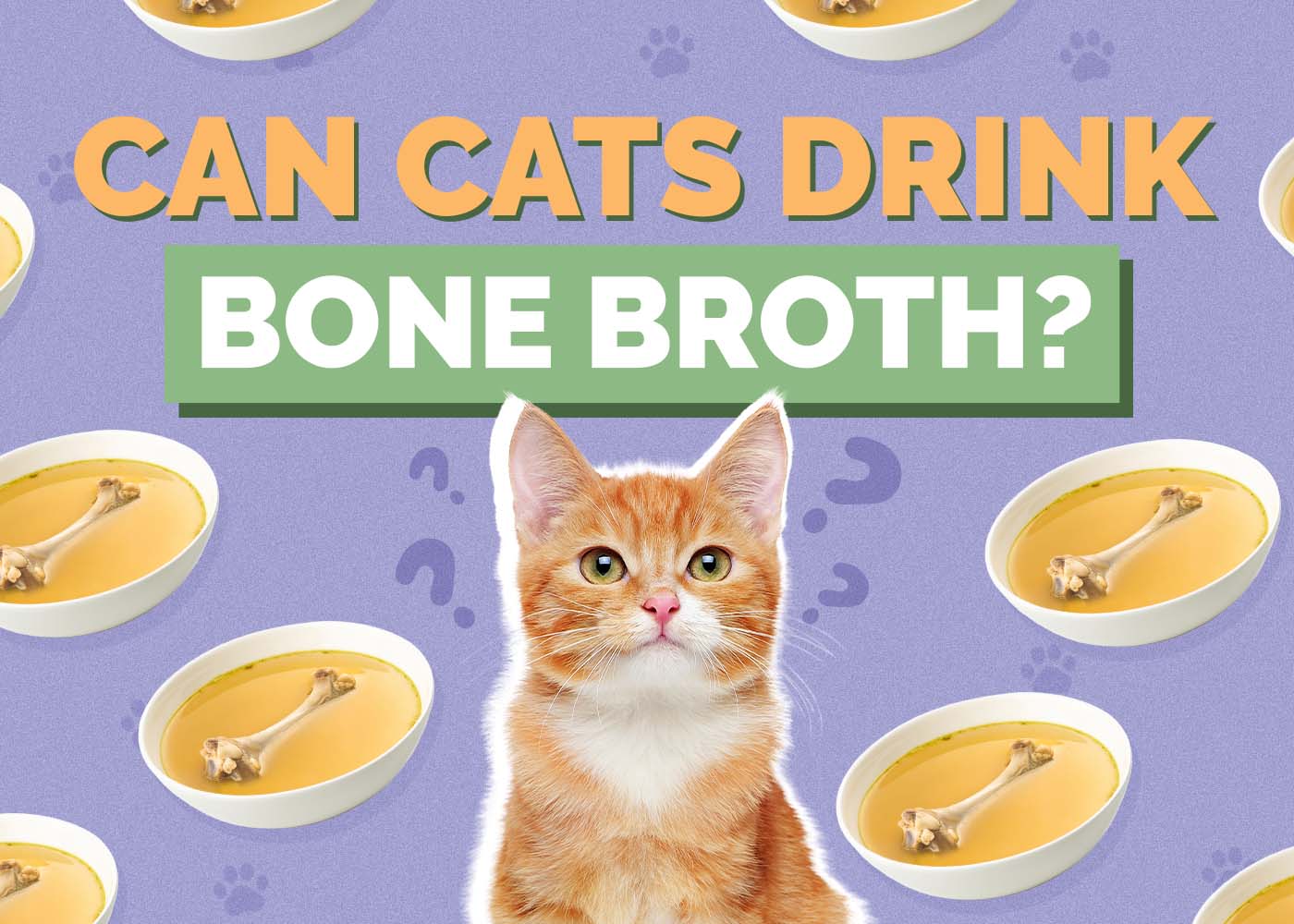 Hepper_Can Cats Drink_Bone Broth