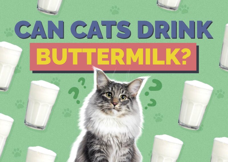 Hepper_Can Cats Drink_Buttermilk