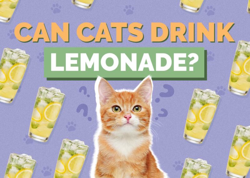 Hepper_Can Cats Drink_Lemonade