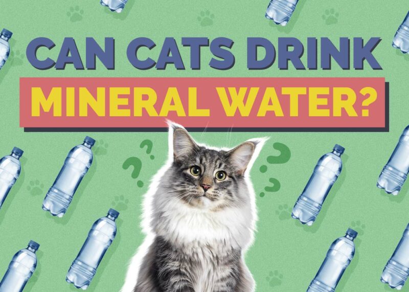 Hepper_Can Cats Drink_Mineral Water