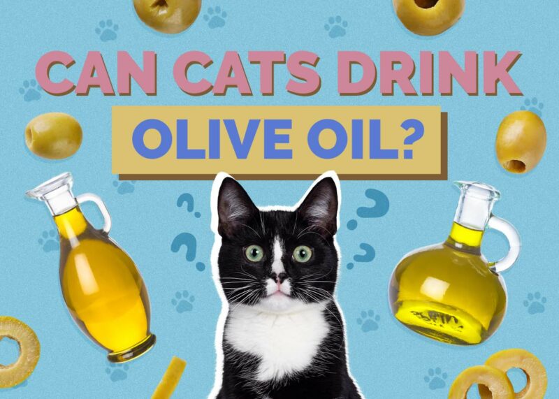 Hepper_Can Cats Drink_Olive Oil