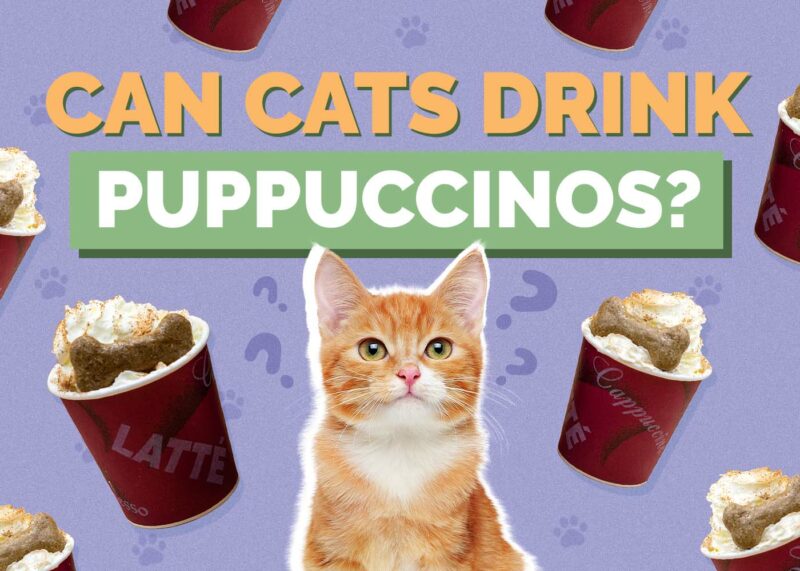 Hepper_Can Cats Drink_Puppuccinos