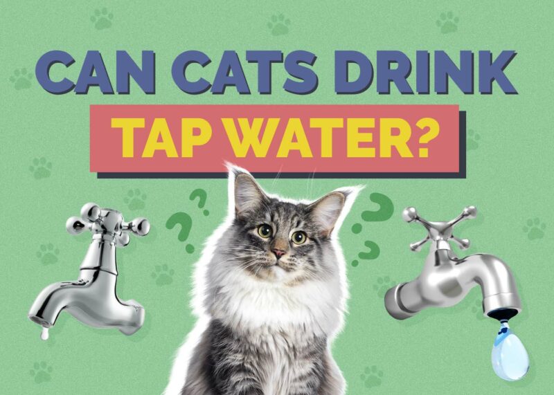 Hepper_Can Cats Drink_Tap Water
