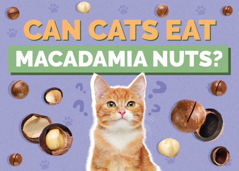 Hepper_Can Cats Eat_Macadamia Nuts