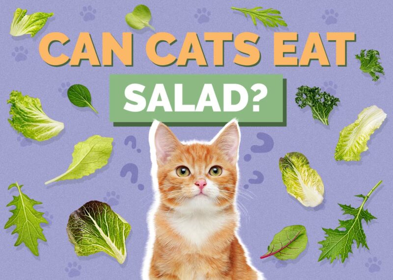 Hepper_Can Cats Eat_Salad