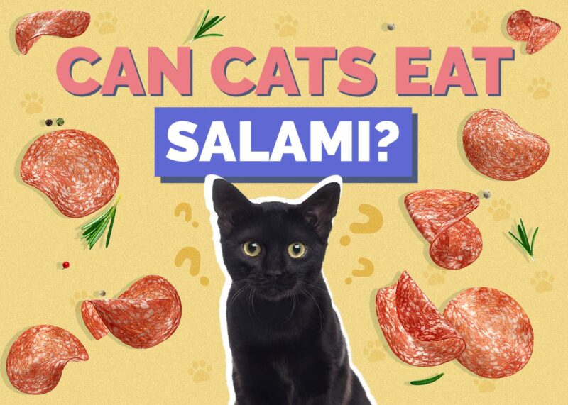 Hepper_Can Cats Eat_Salami