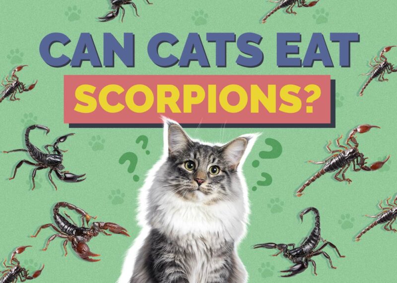 Hepper_Can Cats Eat_Scorpion