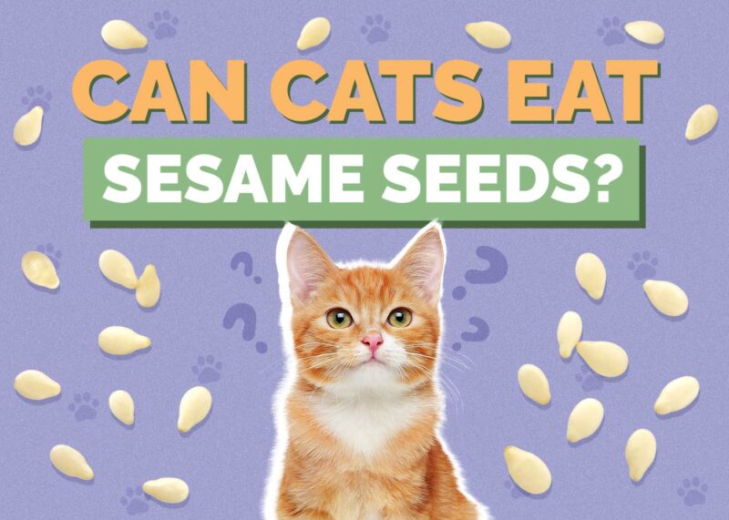 Hepper_Can Cats Eat_Sesame Seeds