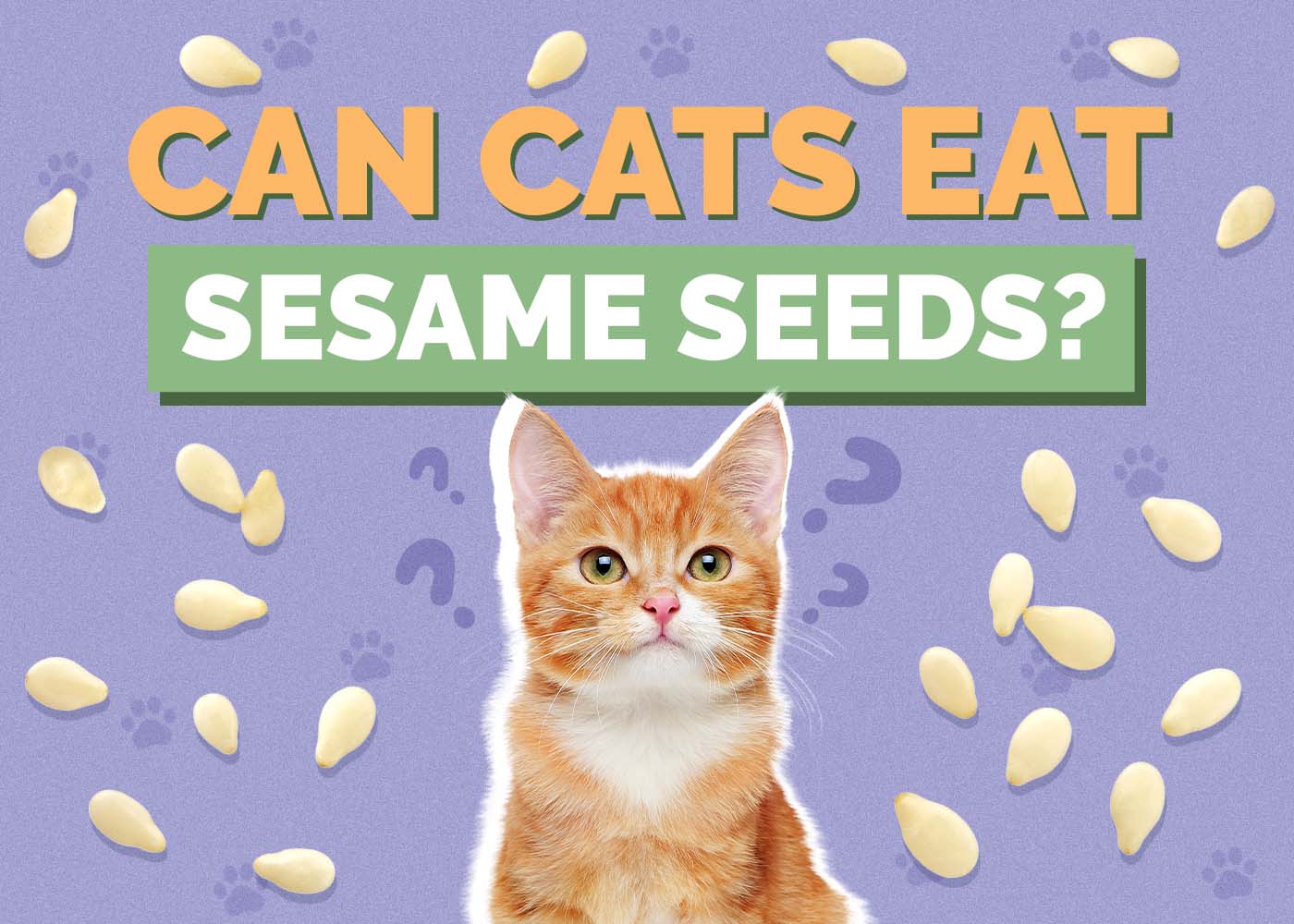 Hepper_Can Cats Eat_Sesame Seeds