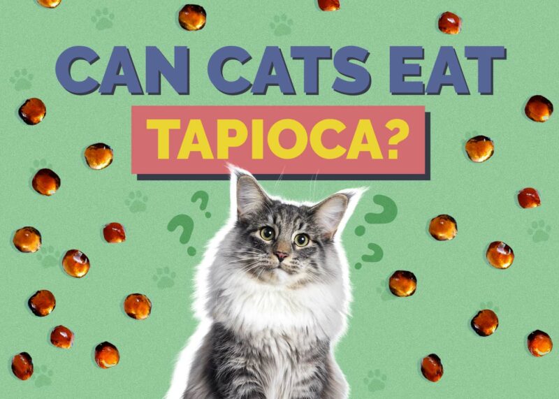 Hepper_Can Cats Eat_Tapioca