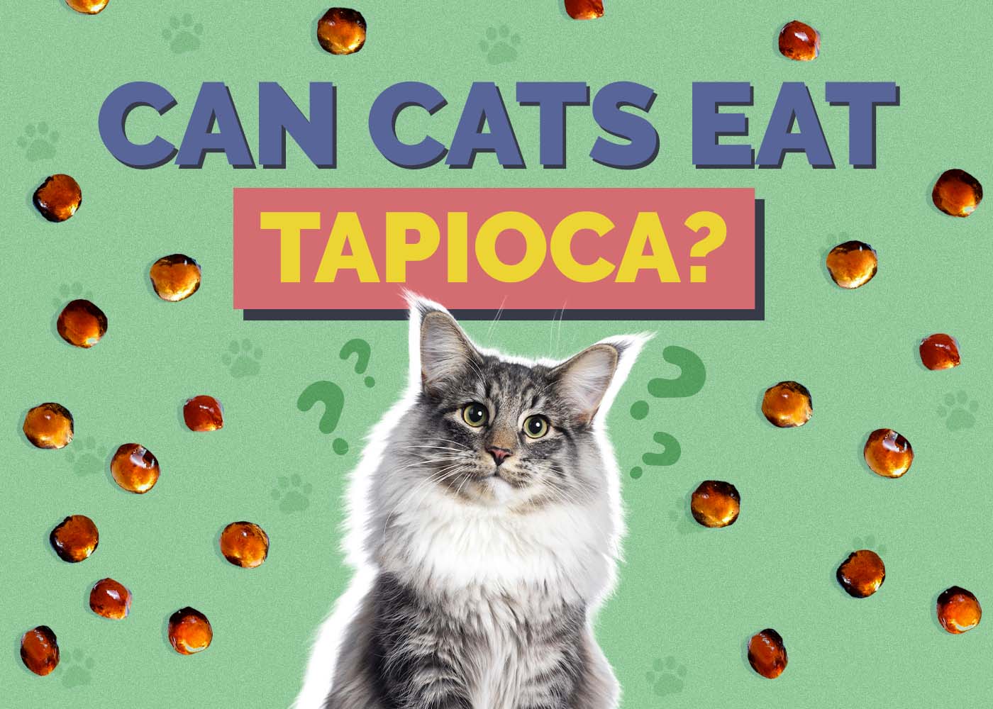 Hepper_Can Cats Eat_Tapioca