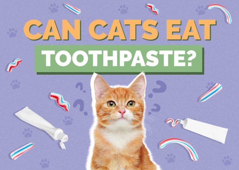 Hepper_Can Cats Eat_Toothpaste