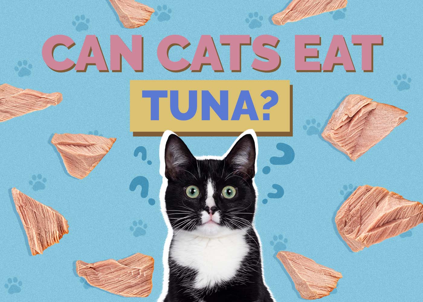 Hepper_Can Cats Eat_Tuna