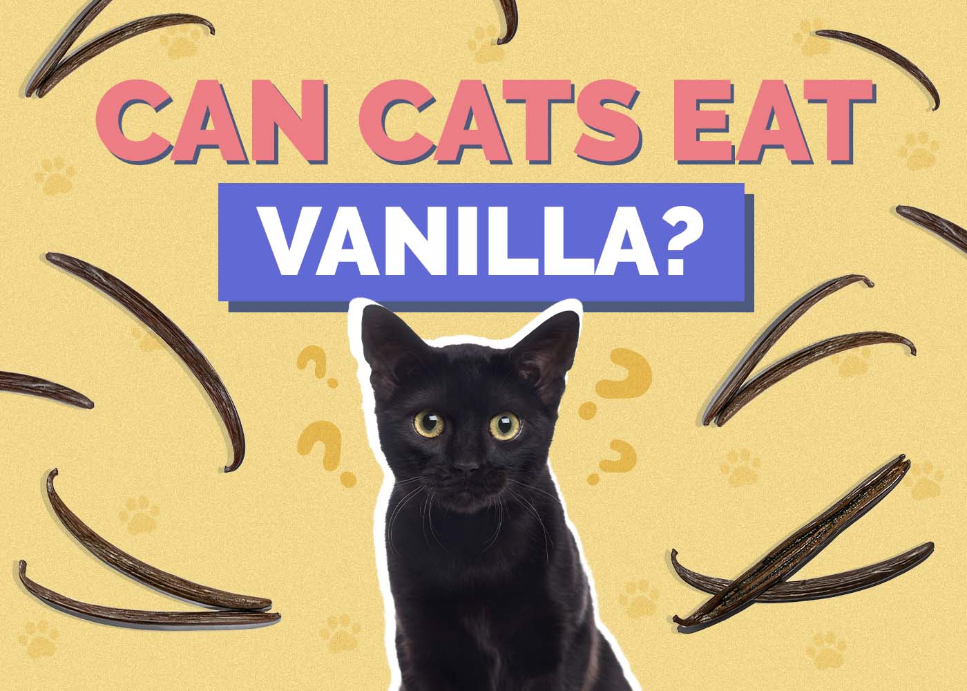 Hepper_Can Cats Eat_Vanilla