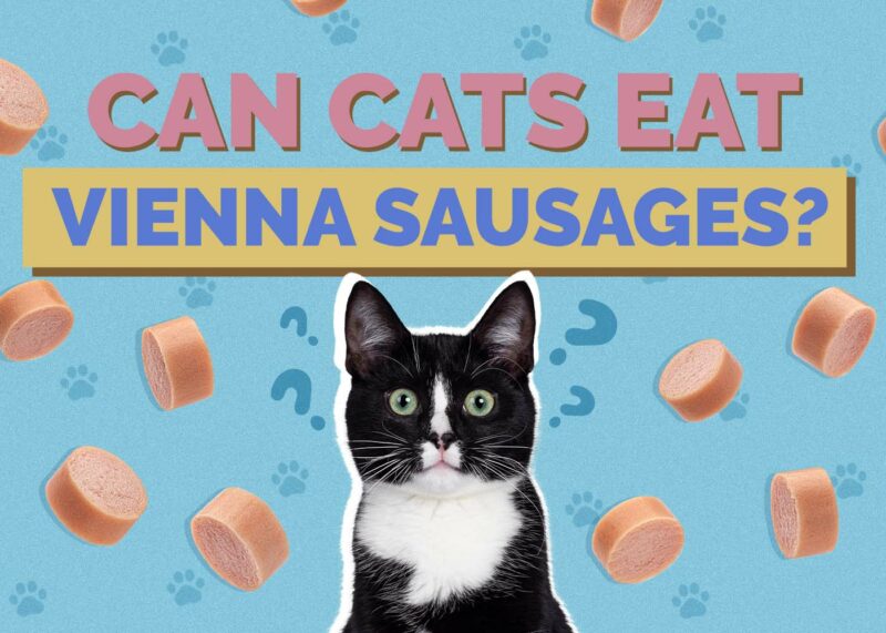 Hepper_Can Cats Eat_Vienna Sausage