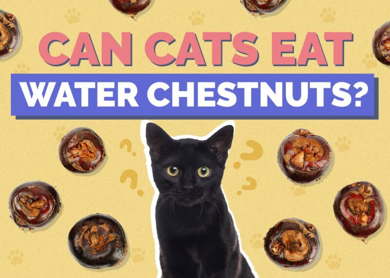 Hepper_Can Cats Eat_Water Chestnuts