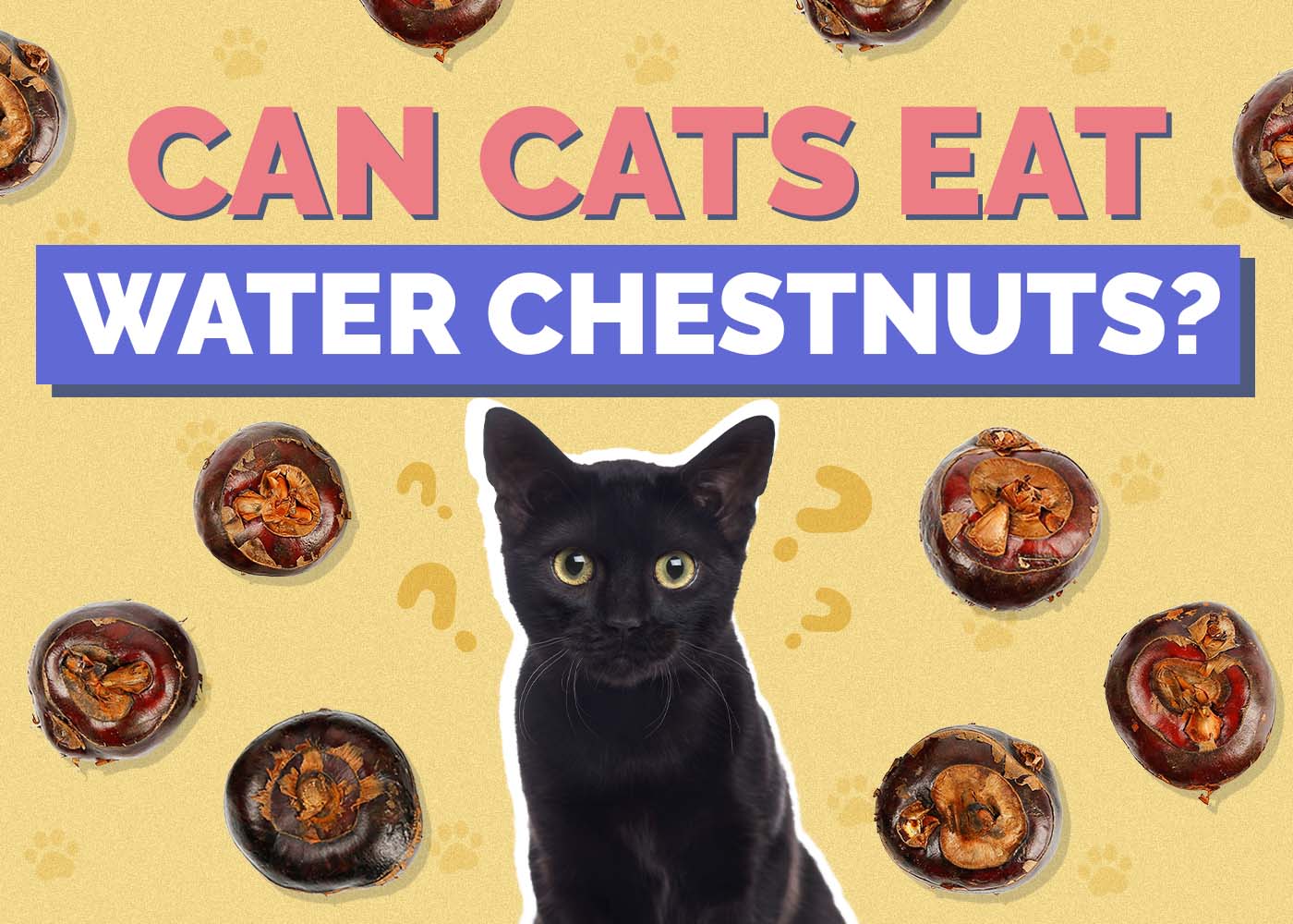 Hepper_Can Cats Eat_Water Chestnuts