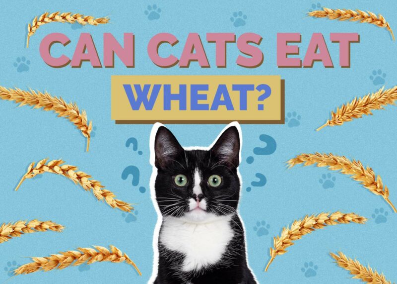 Hepper_Can Cats Eat_Wheat