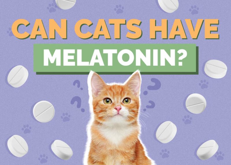 Hepper_Can Cats Have_Melatonin