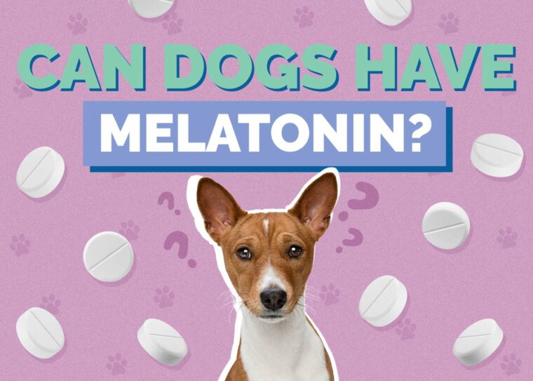 Can You Give a Dog Melatonin? A Guide - Pet Health MD