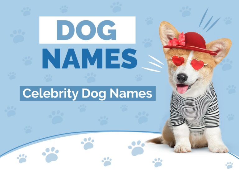 100 Celebrity Dog Names Ideas For Lavish Luxurious Dogs Hepper 100-celebrity-dog-names-ideas-for-lavish-luxurious-dogs-hepper