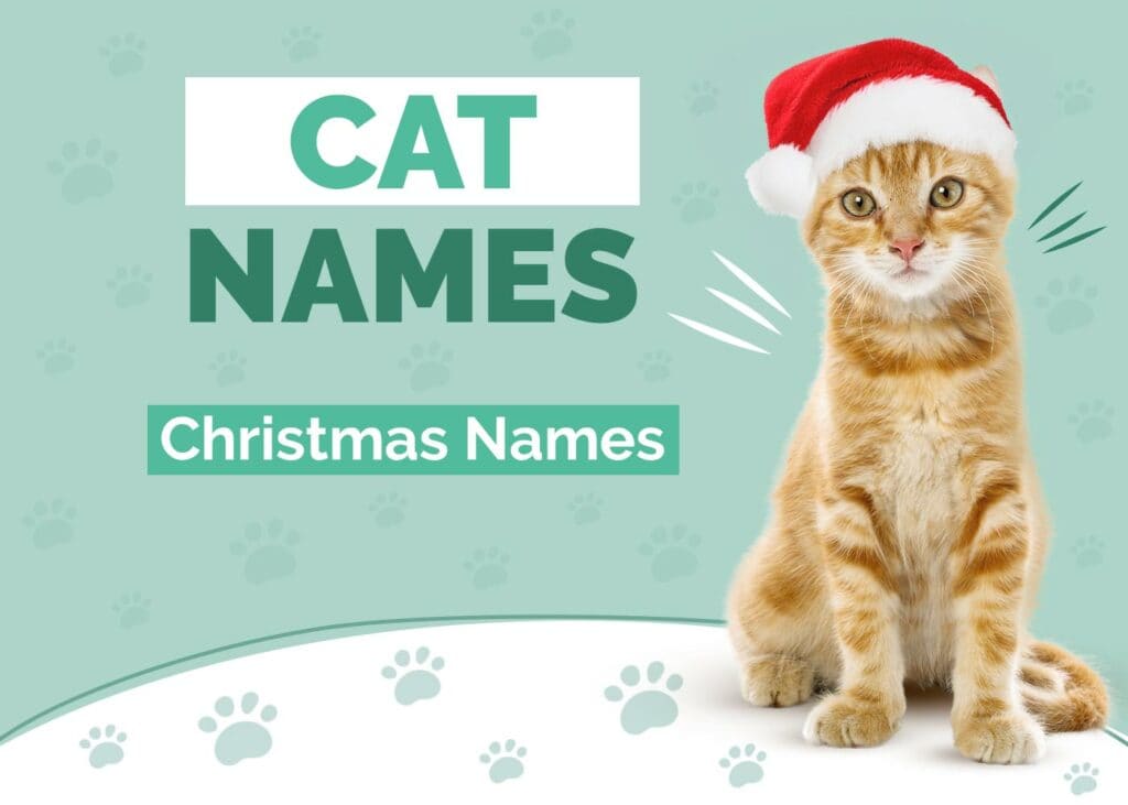 Adorable Christmas Names For Cats