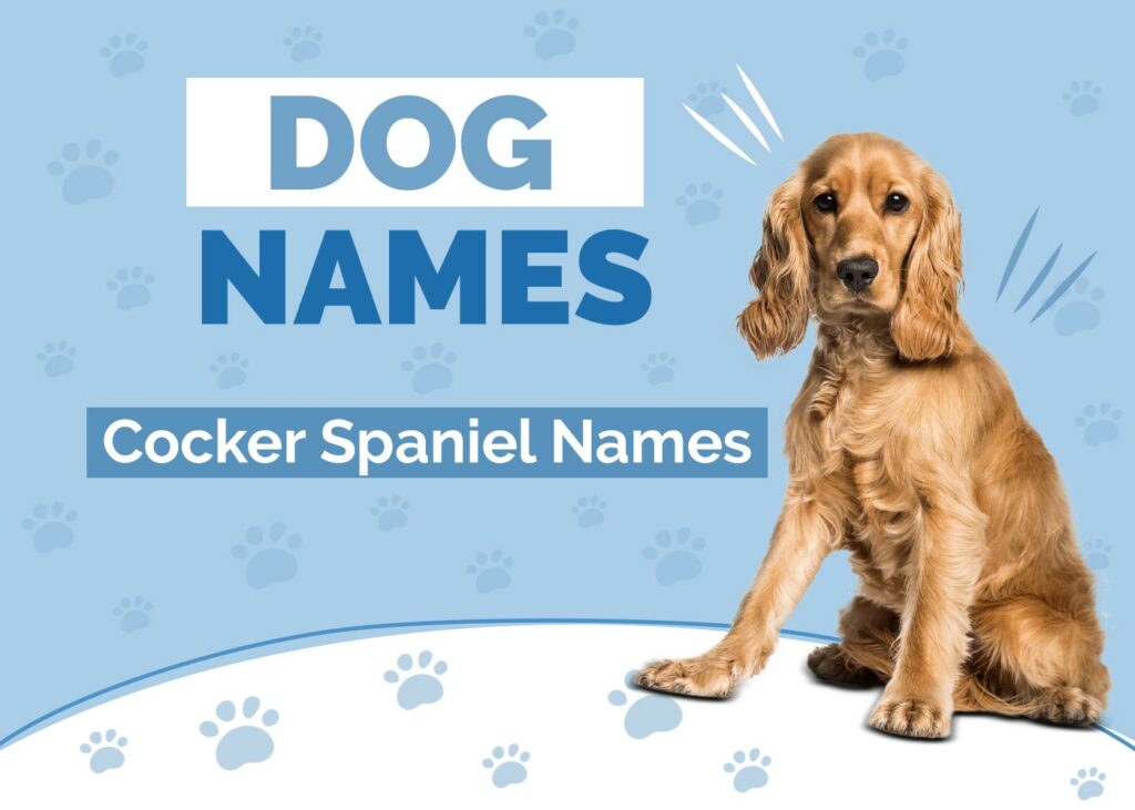 Cocker Spaniel Names