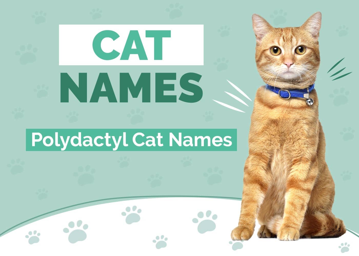 Unique Names for Your Polydactyl Cat