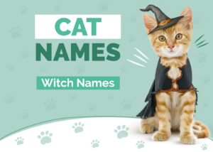 132 Witch Cat Names: Our Top Picks for Your Wiccan Cat | Hepper Pet