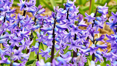 Are Hyacinths Poisonous to Cats? Vet-Approved Facts | Hepper Pet Resources