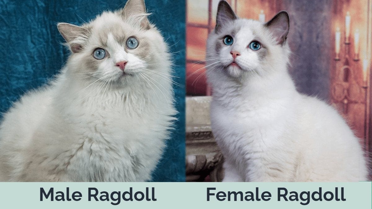 Male vs female Ragdoll side by side