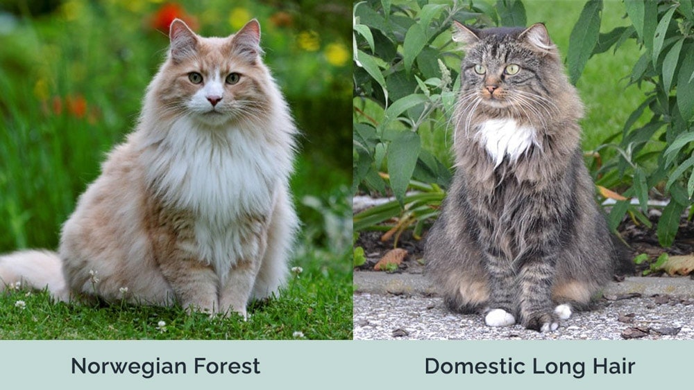 Norwegian Forest vs Domestic Long Hair
