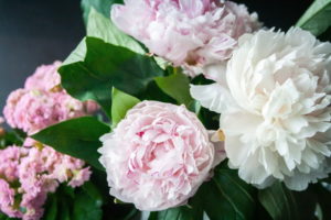 Are Peonies Poisonous to Cats? Vet-Approved Facts Hepper Pet Resources