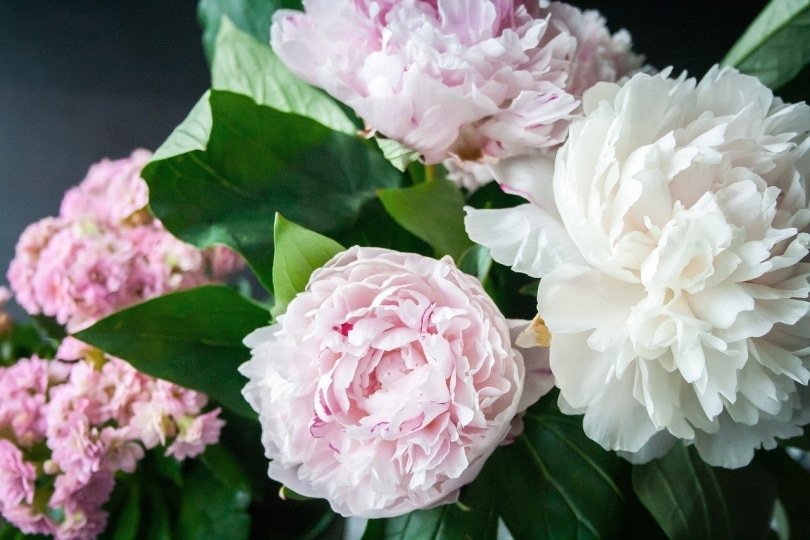 Pink peonies in the garden