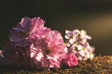 Are Peonies Poisonous to Cats? Vet-Approved Facts Hepper Pet Resources