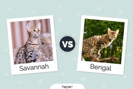 Savannah Cat vs Bengal Cat: Visual Differences & Overview (With