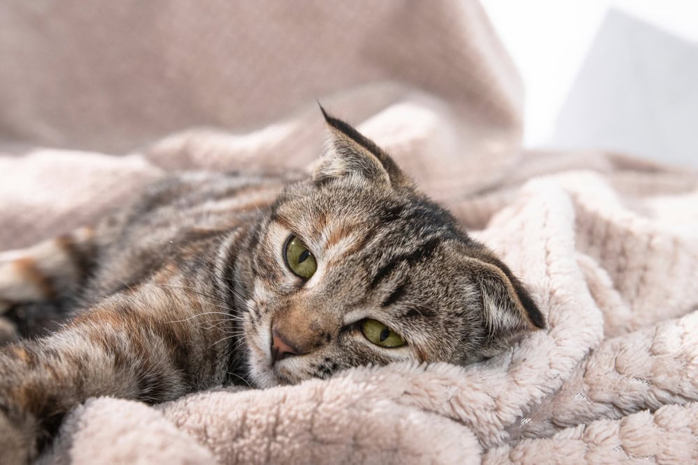 Sick domestic striped kitten with a sad face lying on a blanket