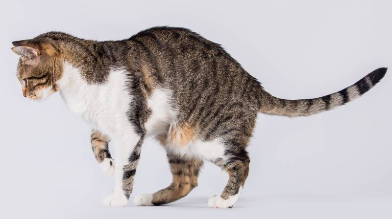Side view profile of curious striped cat walking and looking down attentive isolated on white background