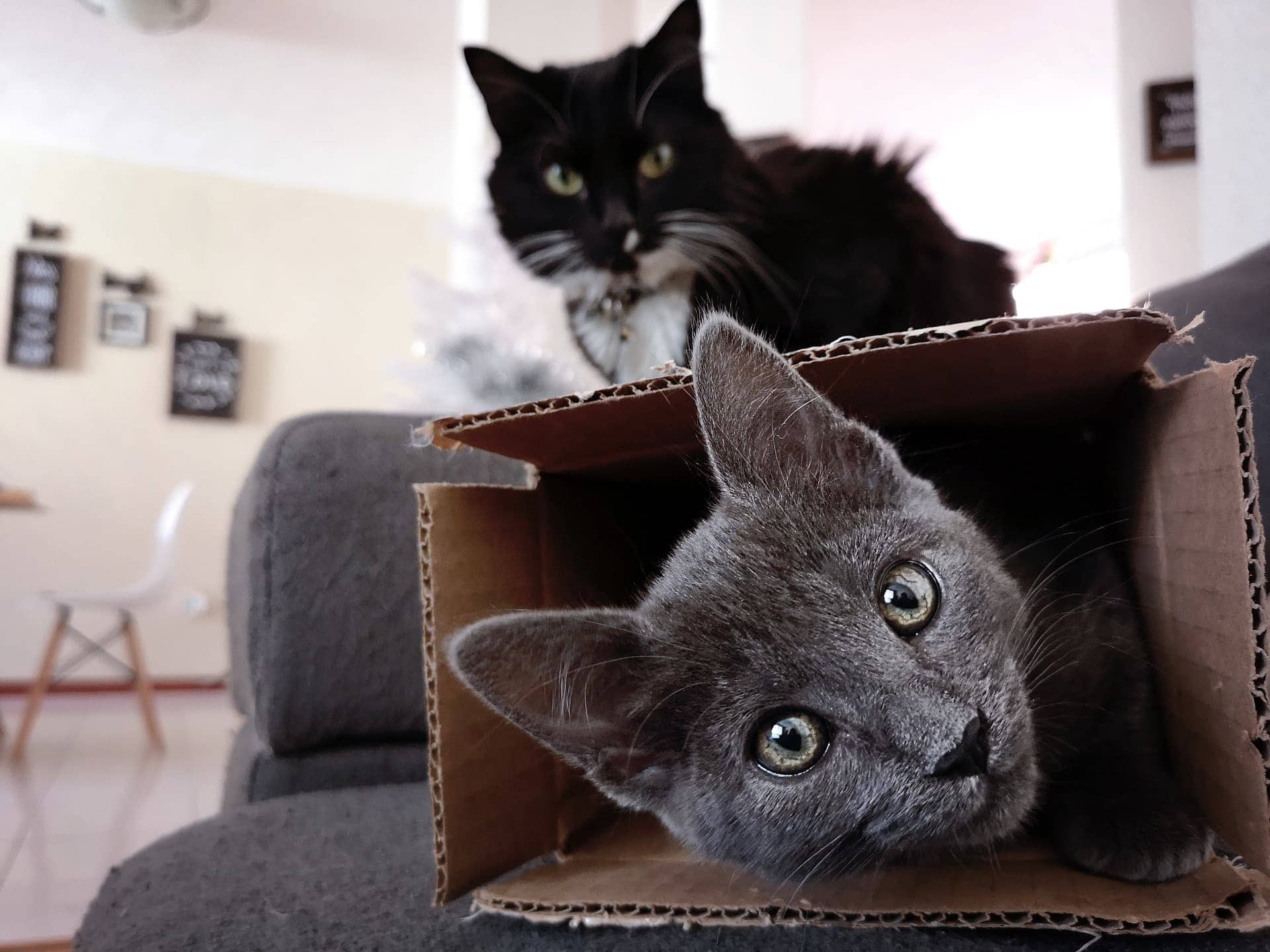 Two cats and cardboard