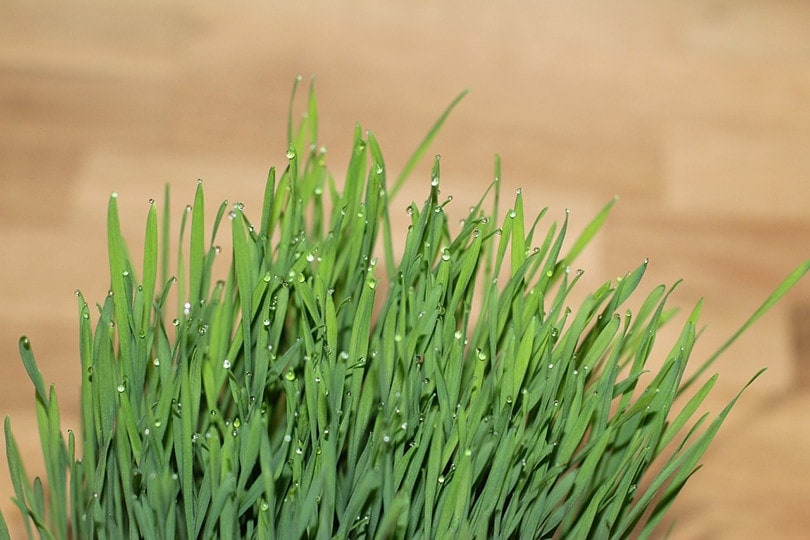 Wheatgrass