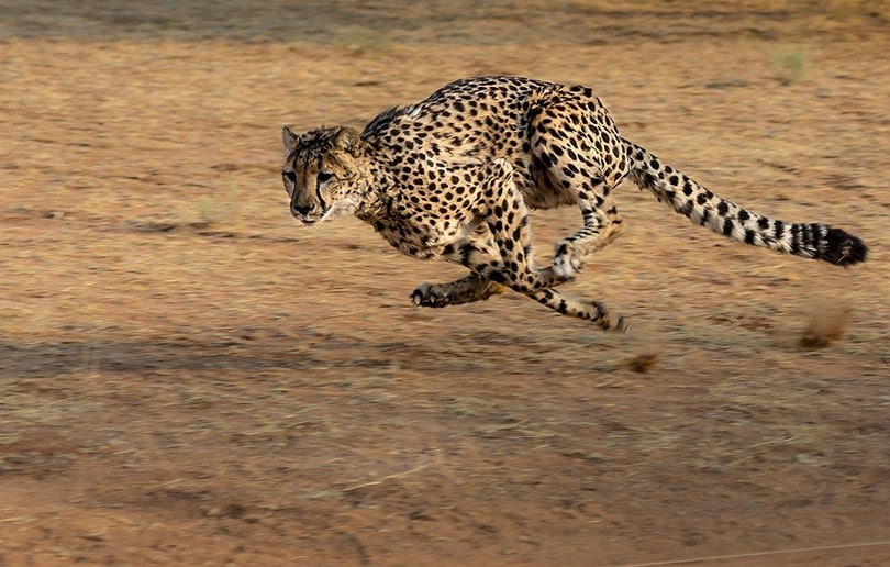 a cheetah running in the wild