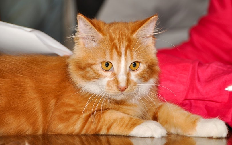 a close up of a Cymric cat