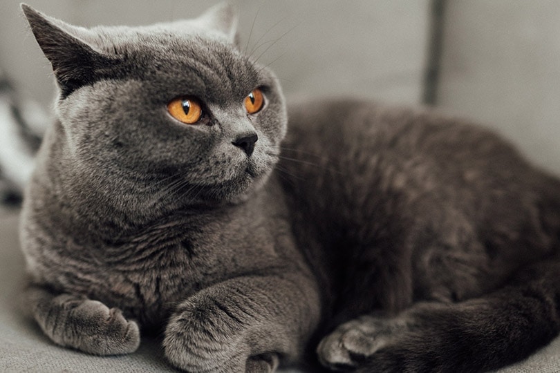 a close up of a gret cat laying on couch