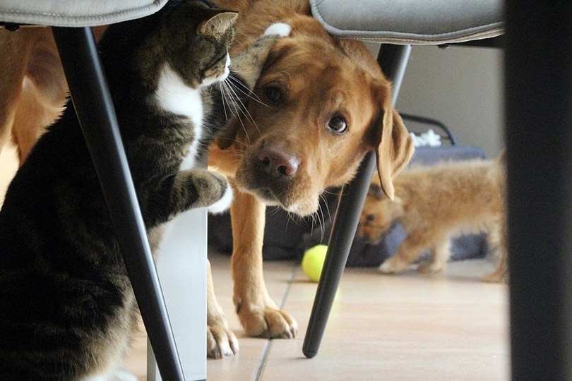 a dog chasing a cat under the table