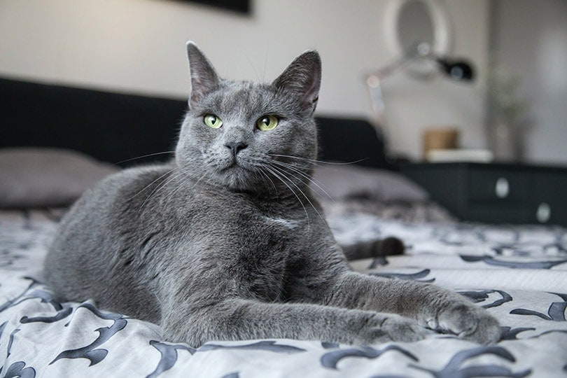 a grey cat lying on bed