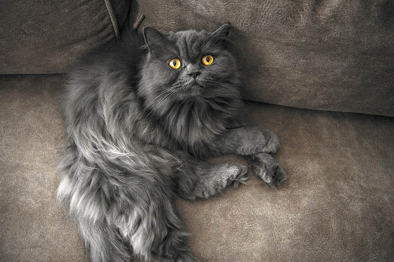 a grey cat lying on couch
